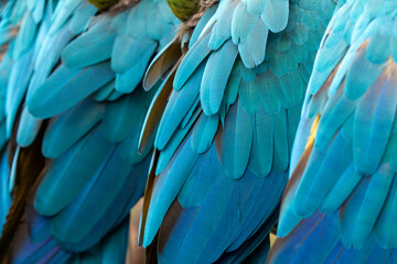 blue and yellow macaw (ara arauna) close up feathers in bolivia - obrazy, fototapety, plakaty