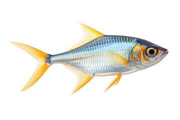 Fototapeta premium X Ray Tetra Aquatic Iridescence on a White or Clear Surface PNG Transparent Background
