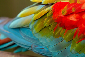 Ara chloropterus (Red-and-green Macaw) close up of plumage