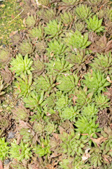 Haworthia Willowmorensis plant in Saint Gallen in Switzerland