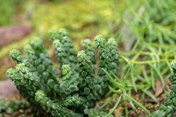 Peperomia Columella plant in Saint Gallen in Switzerland