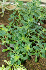 Sedum Palmeri plant in Saint Gallen in Switzerland
