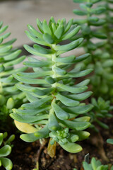 Fototapeta premium Sedeveria Hummelii plant in Saint Gallen in Switzerland