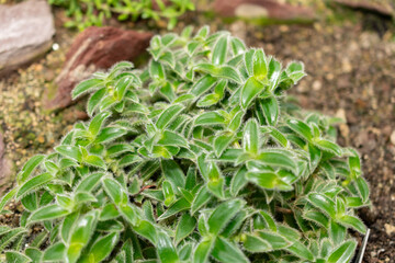 Pussy ears or Cyanotis Somaliensis plant in Saint Gallen in Switzerland