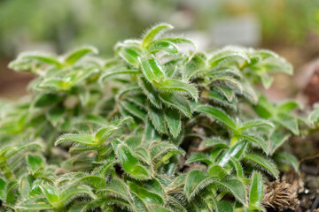 Pussy ears or Cyanotis Somaliensis plant in Saint Gallen in Switzerland