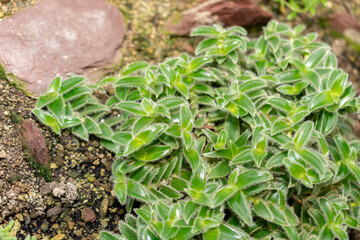 Pussy ears or Cyanotis Somaliensis plant in Saint Gallen in Switzerland