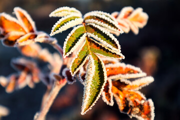 Winter background: viburnum branch covered with frost, top view