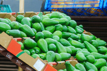 Box Overflowing With Fresh Green avocado. Selective focus