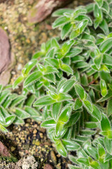 Pussy ears or Cyanotis Somaliensis plant in Saint Gallen in Switzerland