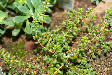 Sedum Stahlii plant in Saint Gallen in Switzerland