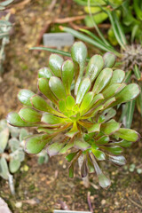 Irish rose or Aeonium Arboreum plant in Saint Gallen in Switzerland