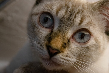 close up of a blue eyed cat