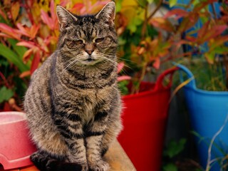 Cute tabby cat sits in colorful garden scene 