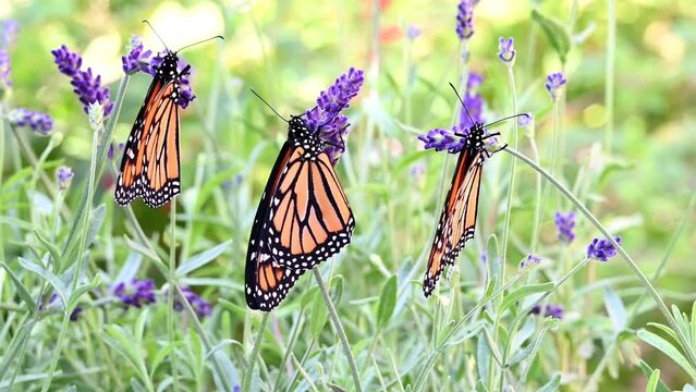 4K HD video of three Monarch Butterfly, recently emerged from their chrysalis hanging from purple Lavender flowers, wings drying in the wind. One butterfly opening and closing wings.
