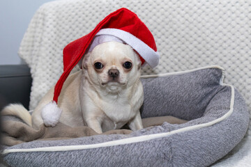 A cute white funny chihuahua poses in Christmas hat on sofa. Concept of congratulation, Happy new year and Christmas.