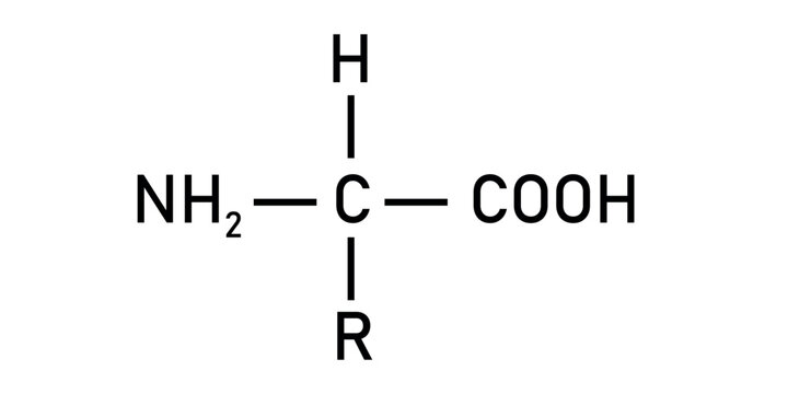 beta-Alanine, C3H7NO2