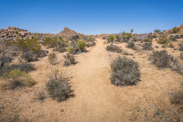 hiking the lost horse mine loop trail in joshua tree national park, california, usa