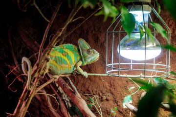 Chameleon in the terrarium