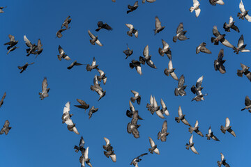 Full sky with a birds. Flock of the pigeons in the sky