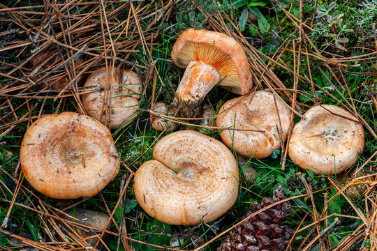Lactarius deliciosus. Chanterelle mushrooms in pine forest.