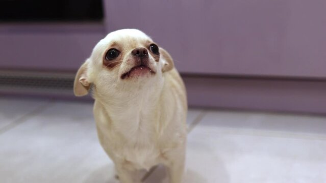 Hungry Chihuahua dog licks its muzzle, shows tongue. Food concept