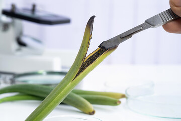 Vanilla bean pod has cracked and opened to see the seeds, Microscope with laboratory equipment to...