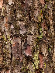 Close up shot of an old rugged bark - pine tree. "Pinus pinaster". Natural abstract background