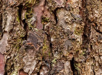 Vertical close up shot of an old rugged bark - pine tree. "Pinus pinaster". Natural abstract background