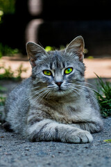 A beautiful gray cat with green eyes lies on the asphalt