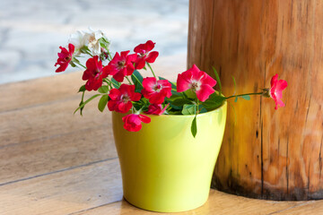Beautiful pink flowers in a pot