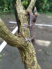 Closeup of gecko on wood, closeup of animal, gecko lizard