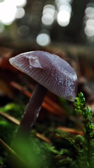 Macro photo of mushrooms in the forest