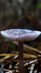 Macro photo of mushrooms in the forest