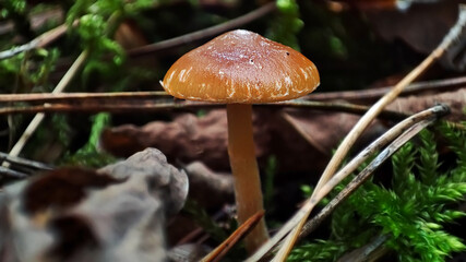 Macro photo of mushrooms in the forest
