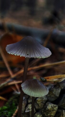 Macro photo of mushrooms in the forest
