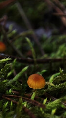 Macro photo of mushrooms in the forest
