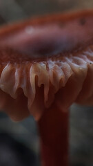 Macro photo of mushrooms in the forest