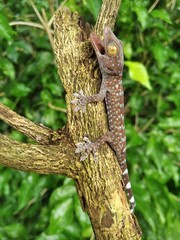 Obraz premium Closeup Gecko on nature background, closeup of animal, gecko lizard