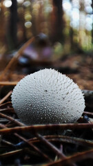 Macro photo of mushrooms in the forest