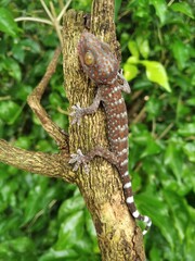 Closeup Gecko on nature background, closeup of animal, gecko lizard