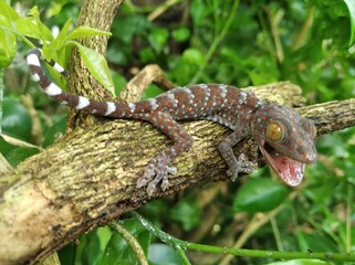 Closeup of gecko on wood, closeup of animal, gecko lizard