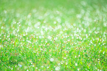 Blurred background of fresh green grass with dew drops in the morning. Background of environment. Field landscape. Natural abstract background.