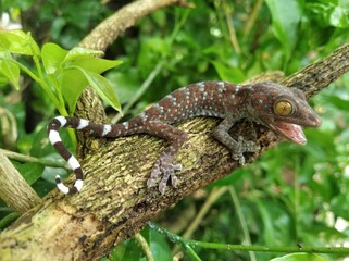 Closeup Gecko on nature background, closeup of animal, gecko lizard