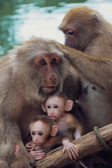 Family of cuddling monkeys hugging their cute babies in front of the lake at the entrance to the fish cave temple in Chiang Rai (Thailand).