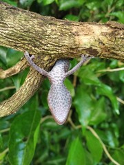Closeup of gecko expression on wood, closeup of animal, gecko lizard, gecko pose