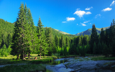 Lotru river flowing along an alpine meadow and coniferous forests at dusk. Parang mountains ridges can be seen in the background. Perfect camping place for any nature lover. Carpathia, Romania