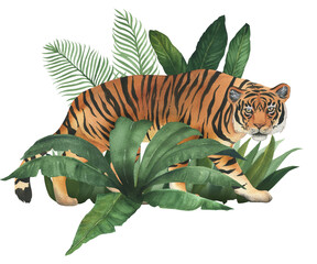 Watercolor illustration of tiger in the bushes of tropical plants. Hand drawn, isolated. Suitable for decorating a children's room design