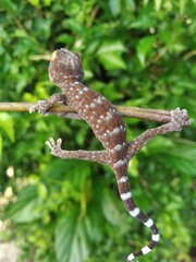 Closeup of gecko expression on wood, closeup of animal, gecko lizard, gecko pose