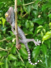 Closeup of gecko expression on wood, closeup of animal, gecko lizard, gecko pose