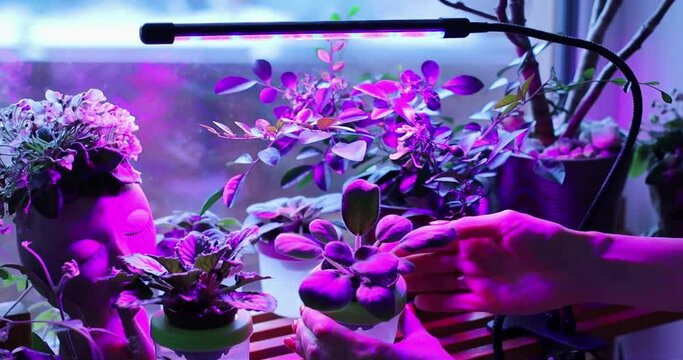 Fito lamp with purple light for plants growing